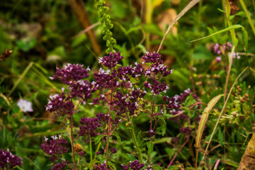 flowers in the grass