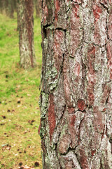 Conifers in a summer forest