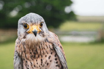 Kestral close up