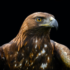 Golden Eagle close up