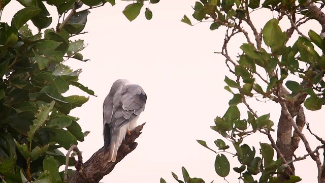 Black shouldered Kite preening isolated in white sky in Kruger National park, South Africa ; Specie Elanus caeruleus family of Accipitridae