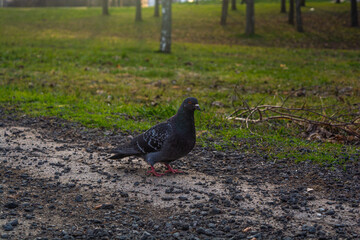 Pigeon in the city park