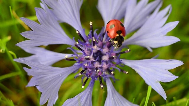 Nature, flowers, ladybug. A ladybug crawled onto a cornflower. 