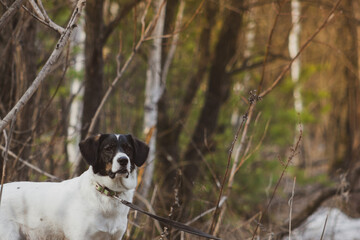 Cute white dog on a walk. Photo on a spring forest