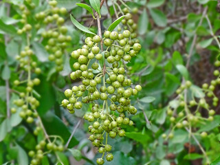 Fototapeta na wymiar Henna Lawsonia inermis Bunch of young green seeds and fruits at end branch. Used as herbal hair.