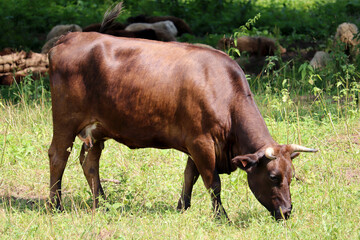 Cow grazing on a summer pasture, eating grass. Rural landscape, dairy farming