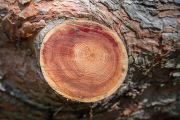 stump of a sawn branch, with year rings