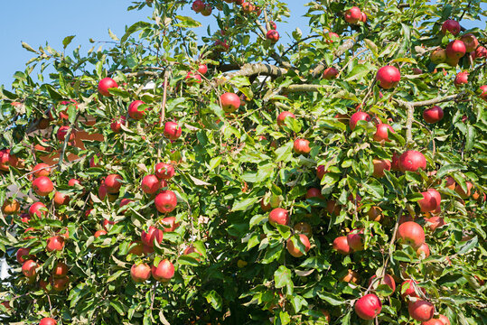 lots of ripe apples at the apple branch, rich harvest