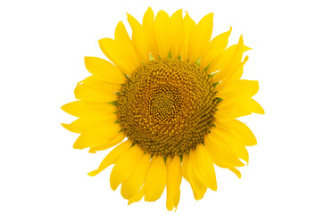 sunflower flower isolated