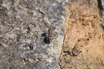 Northern-dune-tiger-beetle