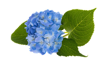 blue hydrangea flowers isolated