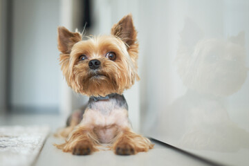 dog Yorkshire Terrier lies on the floor in the apartment white background