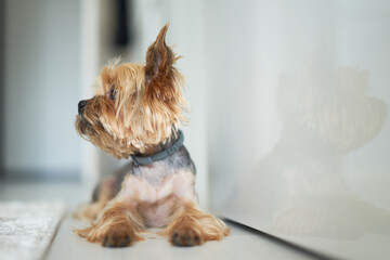 dog Yorkshire Terrier lies on the floor in the apartment white background