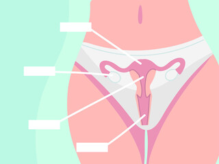 Body Anatomy Female Reproductive System