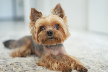 dog Yorkshire Terrier lies on the floor in the apartment white background