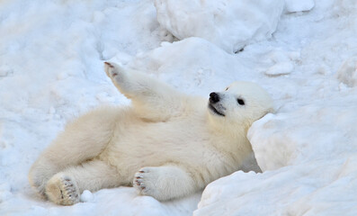 polar bear cub