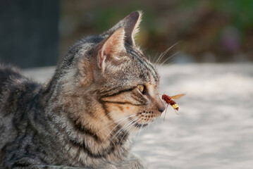 Tabby cat looking at a flying oriental hornet, attacking the nose, Cyprus