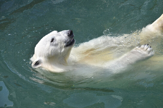 a polar bear swims in the water