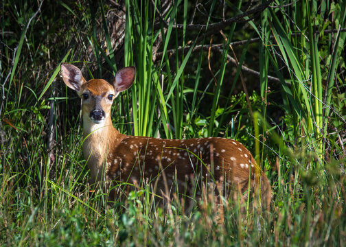 Deer along the Shadow Creek Ranch Nature Trail in Pearland, Texas! © Lawrence