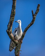 Little Blue Heron roosting in the fork of a dead tree along the Shadow Creek Ranch Nature Park in Pearland, Texas!