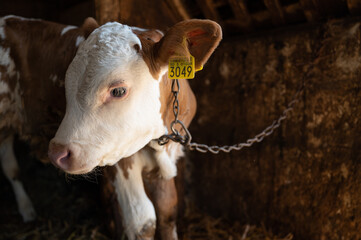 Baby cow on chains