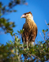 Crested Caracara in the Shadow Creek Ranch Nature Park in Pearland, Texas!