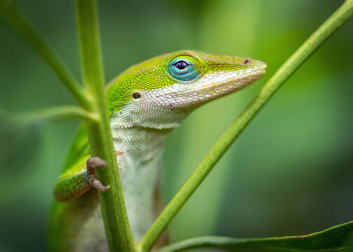 Green Anole trying to hide along the Shadow Creek Ranch Nature Trail in Pearland, Texas!
