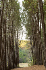 A pathway between pine trees in the forest 