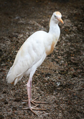 Mahe crane