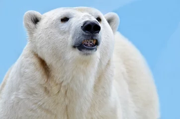 Zelfklevend Fotobehang polar bear cub © elizalebedewa