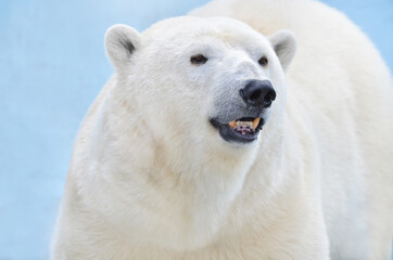 Naklejka na ściany i meble polar bear portrait