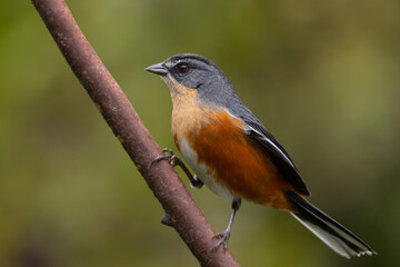 quete-do-sudeste (Microspingus lateralis)