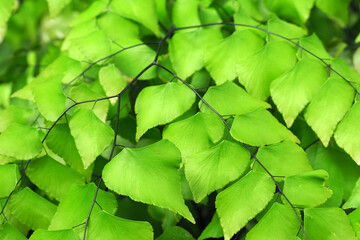 Adiantum formosum, close-up of green leaves of Giant Maidenhair Fern plant. Evergreen fern