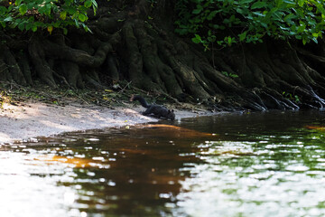 Black Coloration of Eastern Fox Squirrel or Sciurus niger.  Squirrel in  natural environment drinks from a forest lake