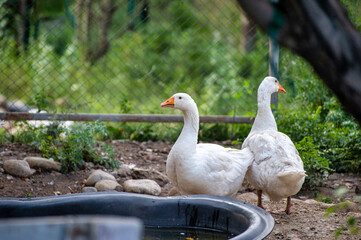 two white geese