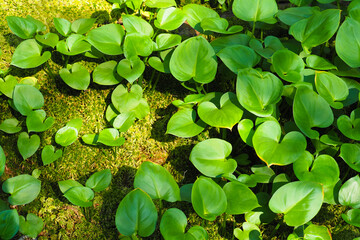 Calla palustris, top view. Leaves of Calla or bog arum, marsh calla. Beautiful group of marsh calla growing in swamp, moss