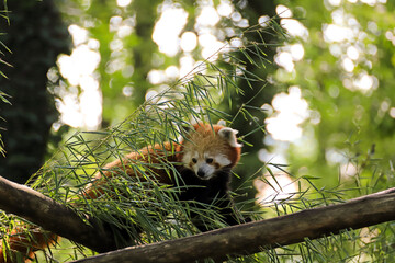 Adorable panda roux 