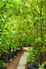 Obraz premium Camellia and Mandarin plants in greenhouse of a nursery shop. Greenhouse, shrubs nursery