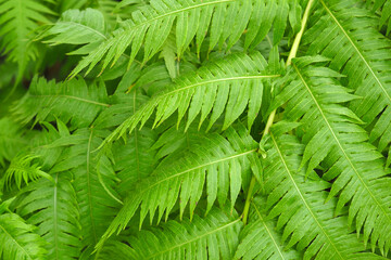 Fern green leaves, macro. Dicksonia antarctica or soft tree fern