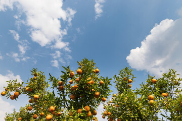 Fototapeta na wymiar Ripe and fresh tangerine oranges hanging on branch with nice blue sky and cloud, orange orchard. Bunch of ripe oranges hanging on a tree.