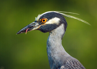 Yellow-crowned Night Heron with its tongue out!