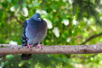 Gray dove sits on a branch against the background of green park, pigeon