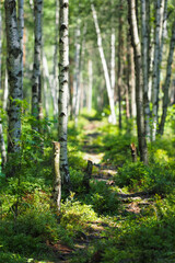 Fototapeta premium Karelia, Finland, Scandinavia. Northern forest, thickets of blueberries and cloudberries. Summer sunny day, wild natural plants
