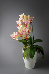 Rare yellow with a red spots blooming peloric orchid phalaenopsis in ceramic pot on a blurred grey background