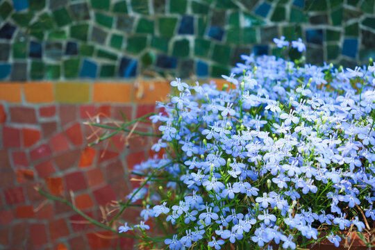Lobelia erinus or riviera blue sky flowers on mozaic background