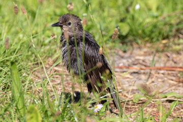 oiseau noir dans la nature, dans l'herbe 
black bird in nature, in the grass