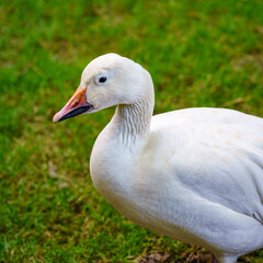 White duck in close-up on green grass background.