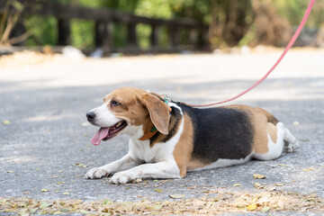 Colourful dog lying on floor with leash and sticking out tongue