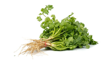 Bunch of green Coriander,cilantro,Parsley leaves (Coriandrum sativum) isolated on white background
