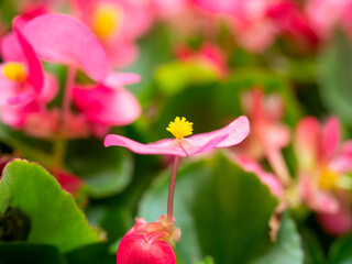Close-up of a bright flower Begonia semperflorens. Selective focus. Home flowers